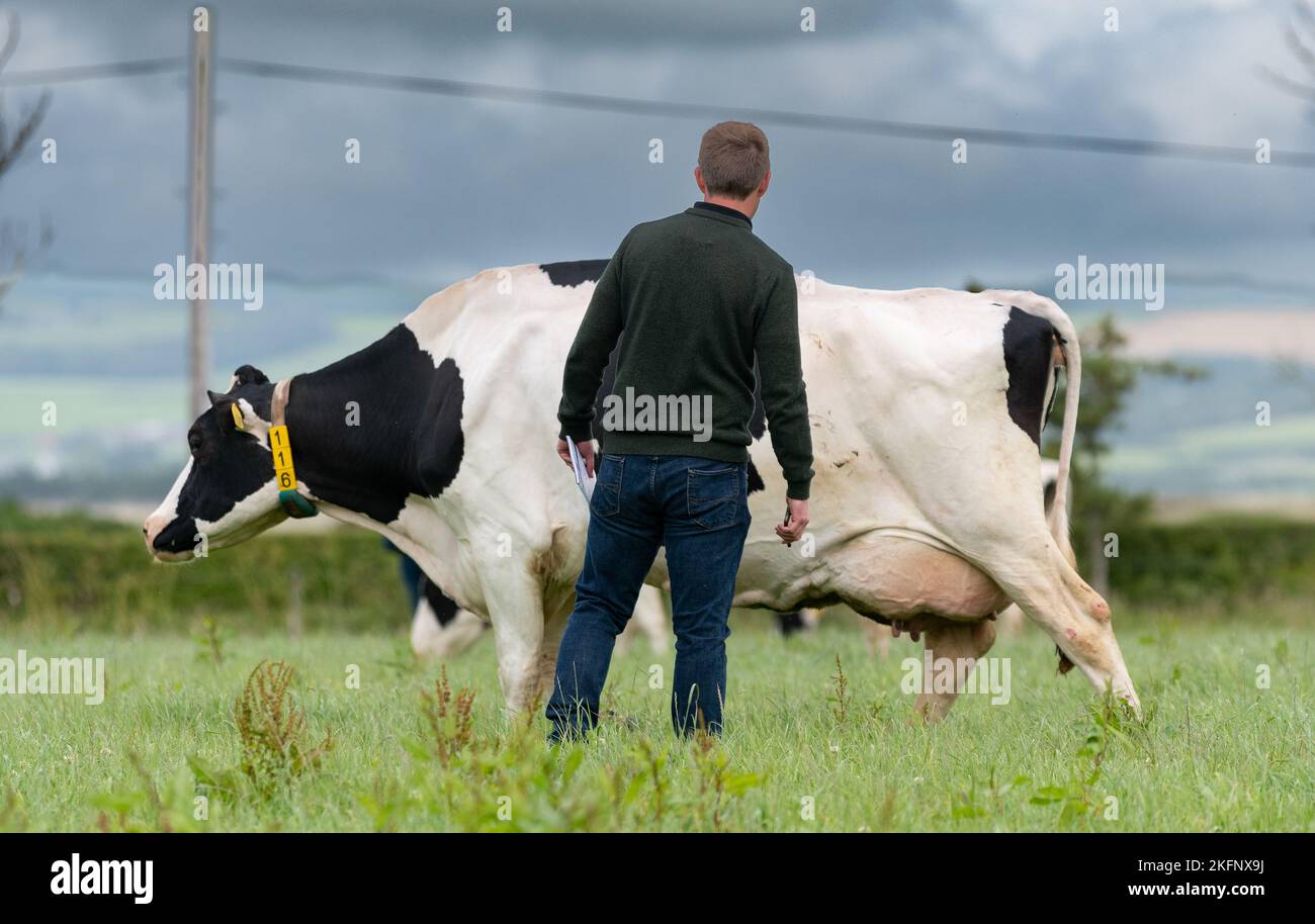 Les agriculteurs qui brient des bovins Holstein des champs pour les traite dans le salon, Dumfries, Royaume-Uni. Banque D'Images