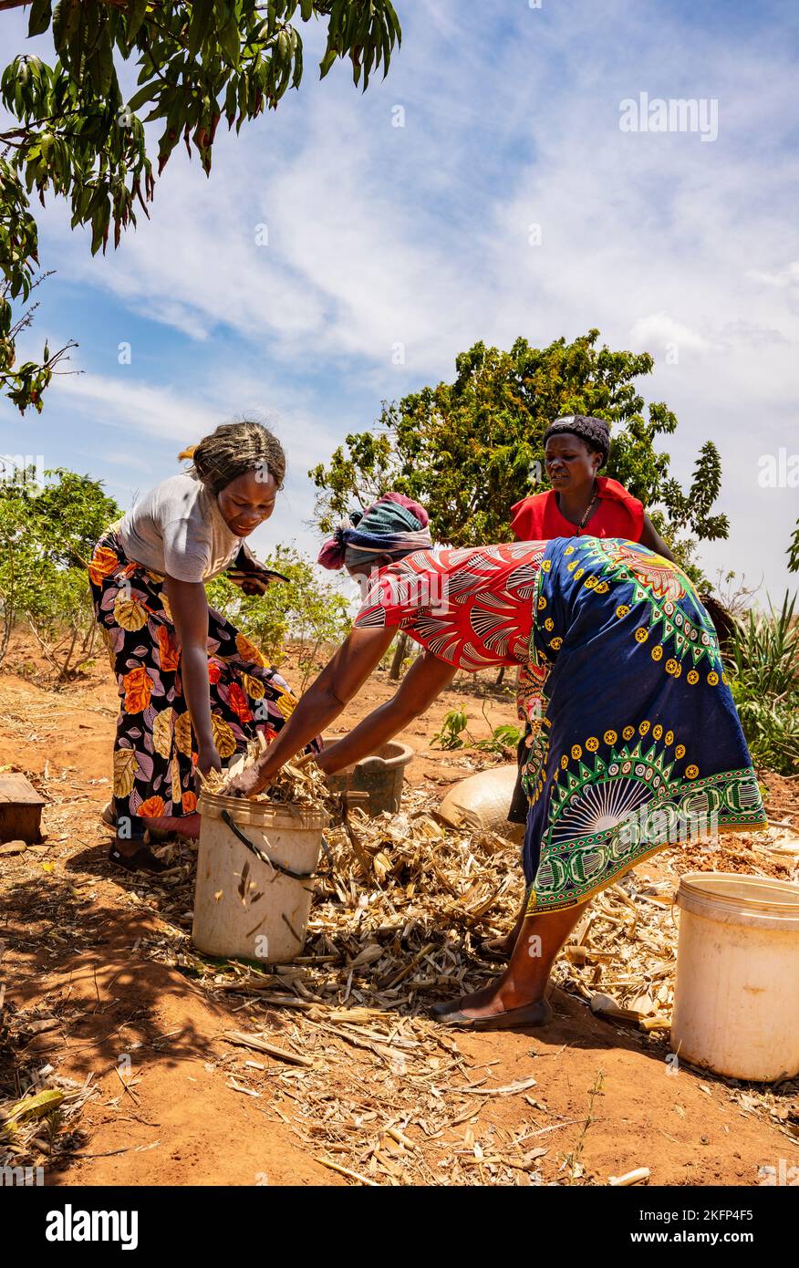 Les agricultrices qui font du fumier de bokashi dans le cadre d'un programme de conservation agricole dans les zones rurales du Malawi Banque D'Images