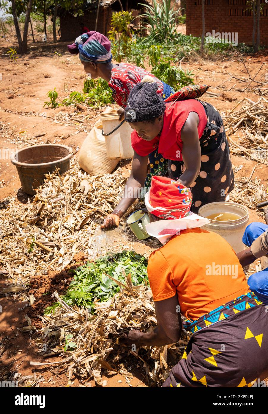 Les agricultrices qui font du fumier de bokashi dans le cadre d'un programme de conservation agricole dans les zones rurales du Malawi Banque D'Images