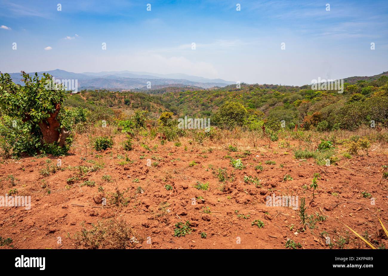 Paysage agricole d'élevage dans le district de la baie de Nkhata, au Malawi Banque D'Images