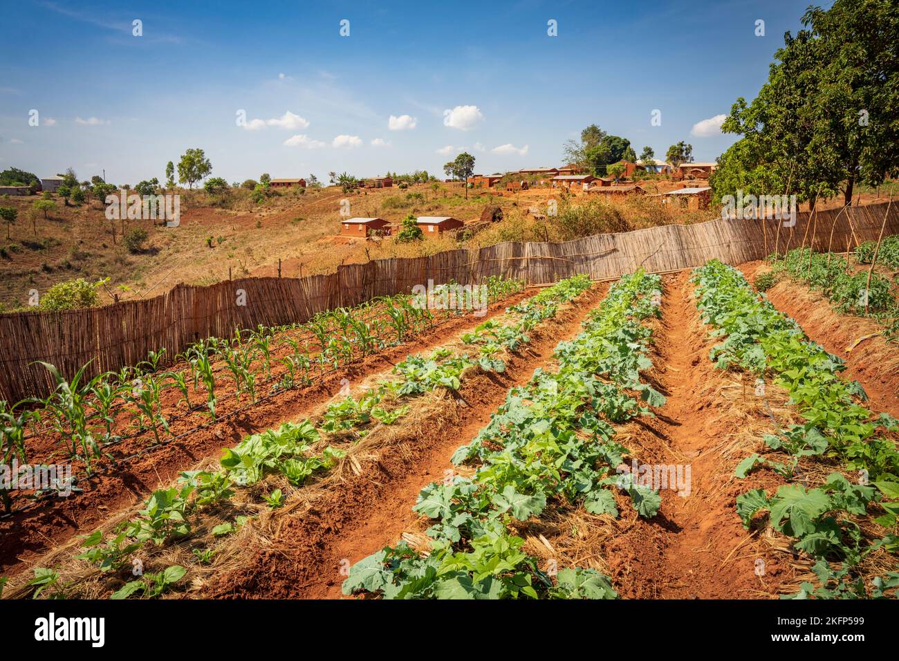 Irrigation goutte à goutte des légumes verts dans un champ du district de la baie de Nkhata, au Malawi Banque D'Images