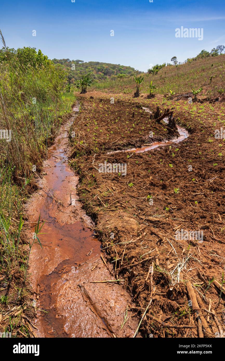 Agriculture durable dans un dambo (zone humide) au fond d'un bassin versant dans le district de la baie de Nkhata, au Malawi Banque D'Images
