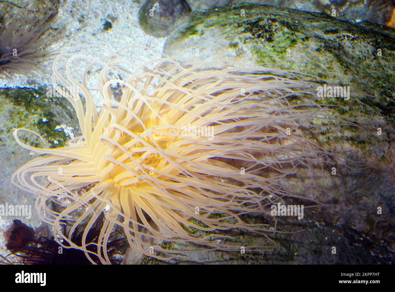 Tube-habitation ou feu d'artifice mer anemone, Pachycerianthus maua Banque D'Images