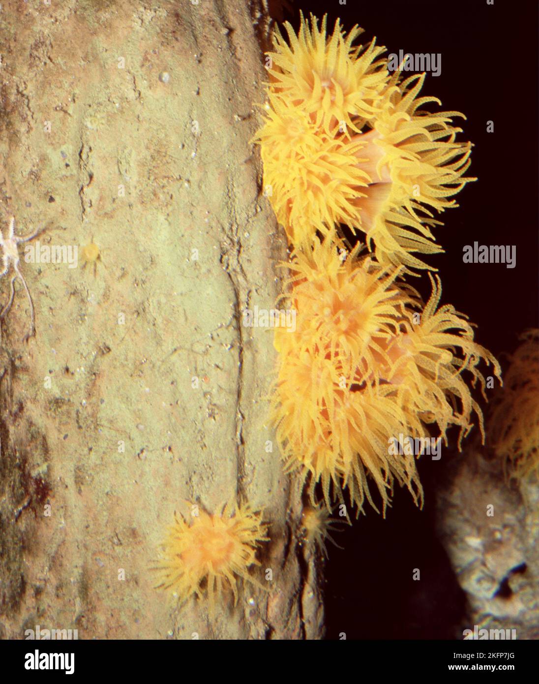 Anémone tigre jaune (Nemanthanthanthus sp. cf. annamensis) Banque D'Images