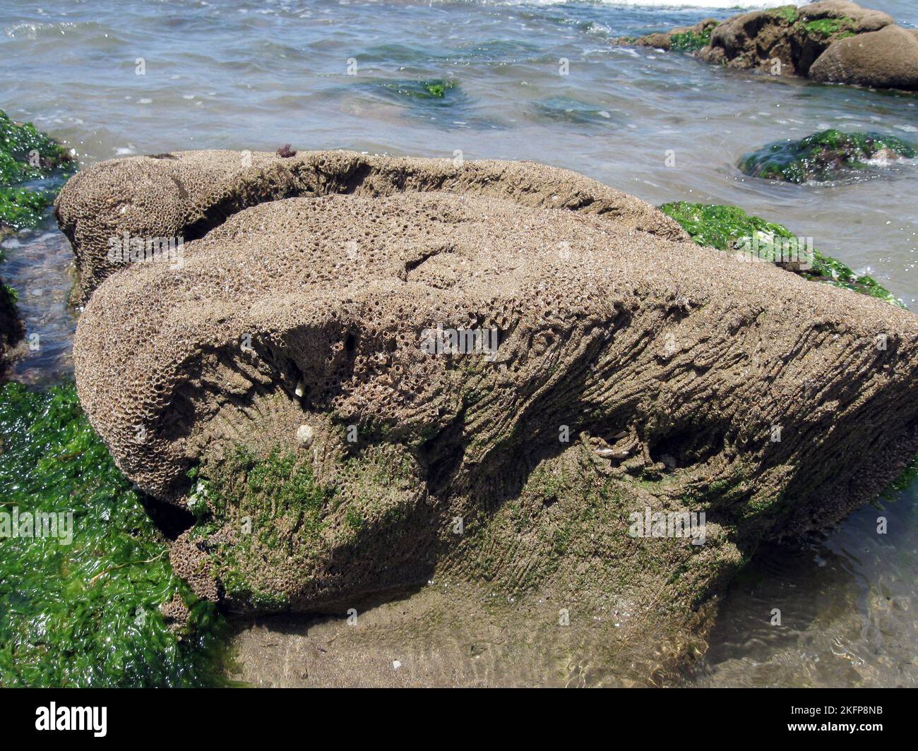 Le polychète Atlantique-Méditerranée Sabellaria alveolata vit dans des tubes agglutinés l'un à l'autre pour former un récif discret Banque D'Images