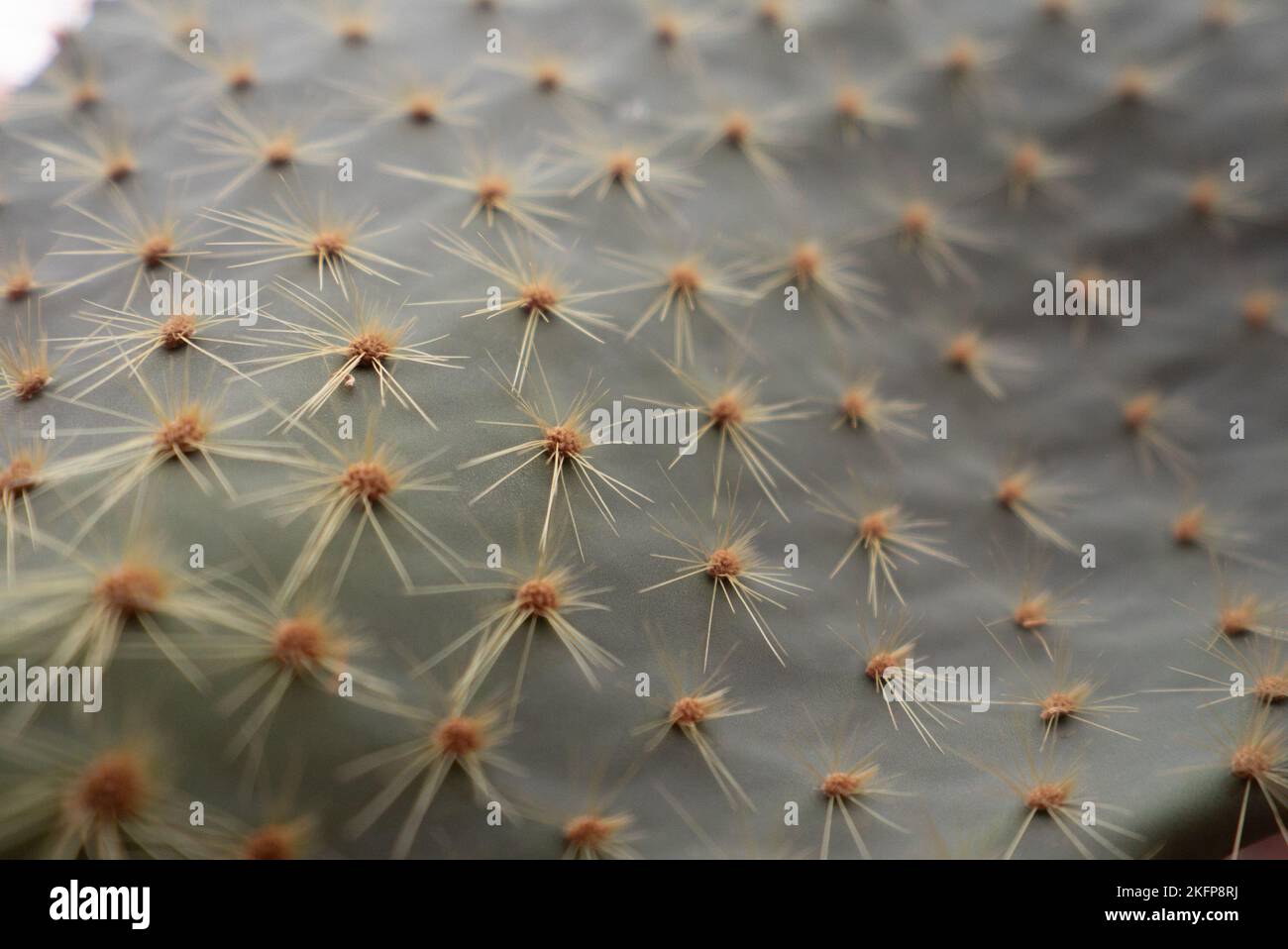 Gros plan d'épines de cactus de poire pirickly - plan de texture d'un cactus vert montrant les pointes de près (Opuntia) Banque D'Images