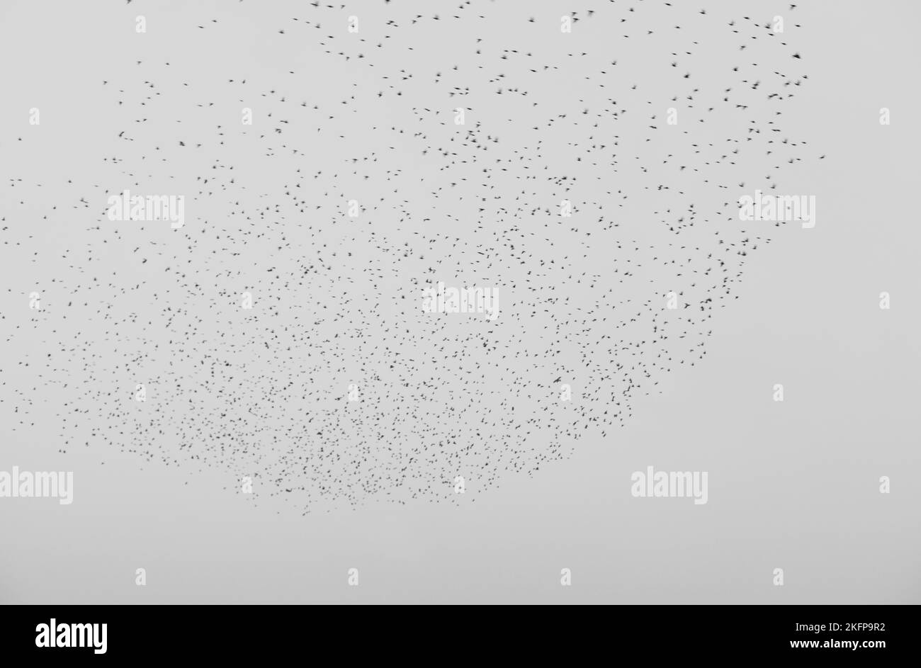 troupeau d'étoiles dans le ciel Banque D'Images