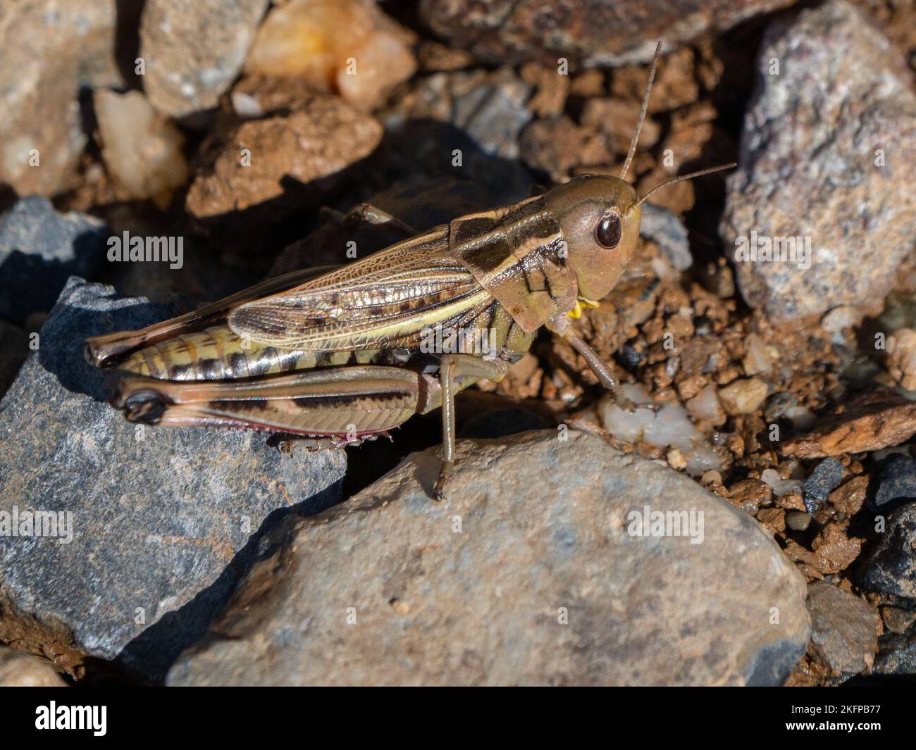 Gros plan d'un grand sauterelle à bandes debout sur des pierres en plein soleil Banque D'Images
