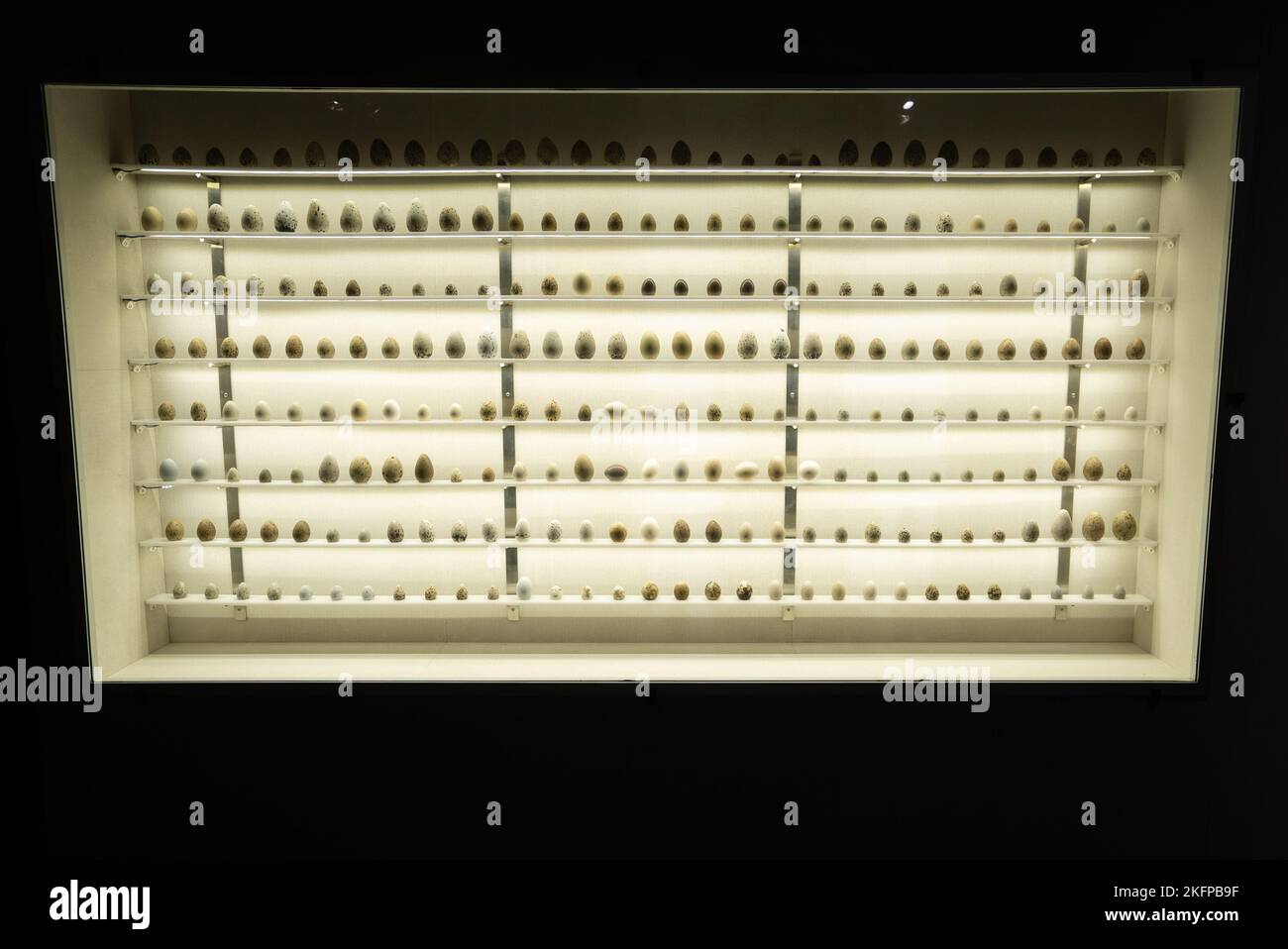 Cabinet présentant une collection d'oeufs d'oiseaux @ Musée d'Histoire naturelle du Danemark / Musée zoologique de l'Université de Copenhague. Collection d'œufs d'oiseau. Banque D'Images