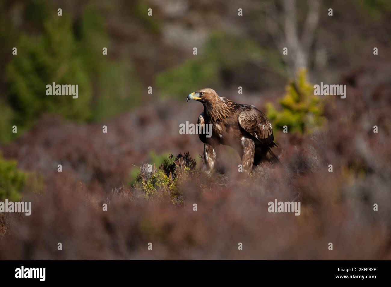 Aigle doré Aquila chrysaetos captive dans la lande écossaise ouverte dans le parc national de Cairngorms, au Royaume-Uni Banque D'Images