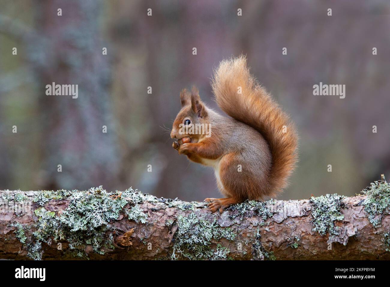 Un écureuil rouge eurasien Sciurus vulgaris avec une queue d'hiver bushy mangeant un noisette sur une branche d'arbre couverte de lichen en Écosse Banque D'Images