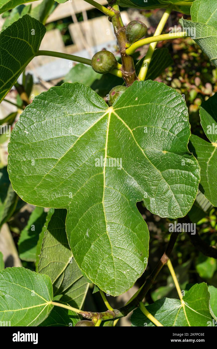 Feuille de figue (ficus carica) avec fruit vert, macro isolée image photo de gros plan Banque D'Images