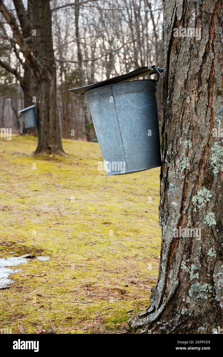 Un seau est suspendu à un arbre, recueillant la sève dans le seau, la première étape du processus de fabrication du sirop d'érable biologique pur Banque D'Images
