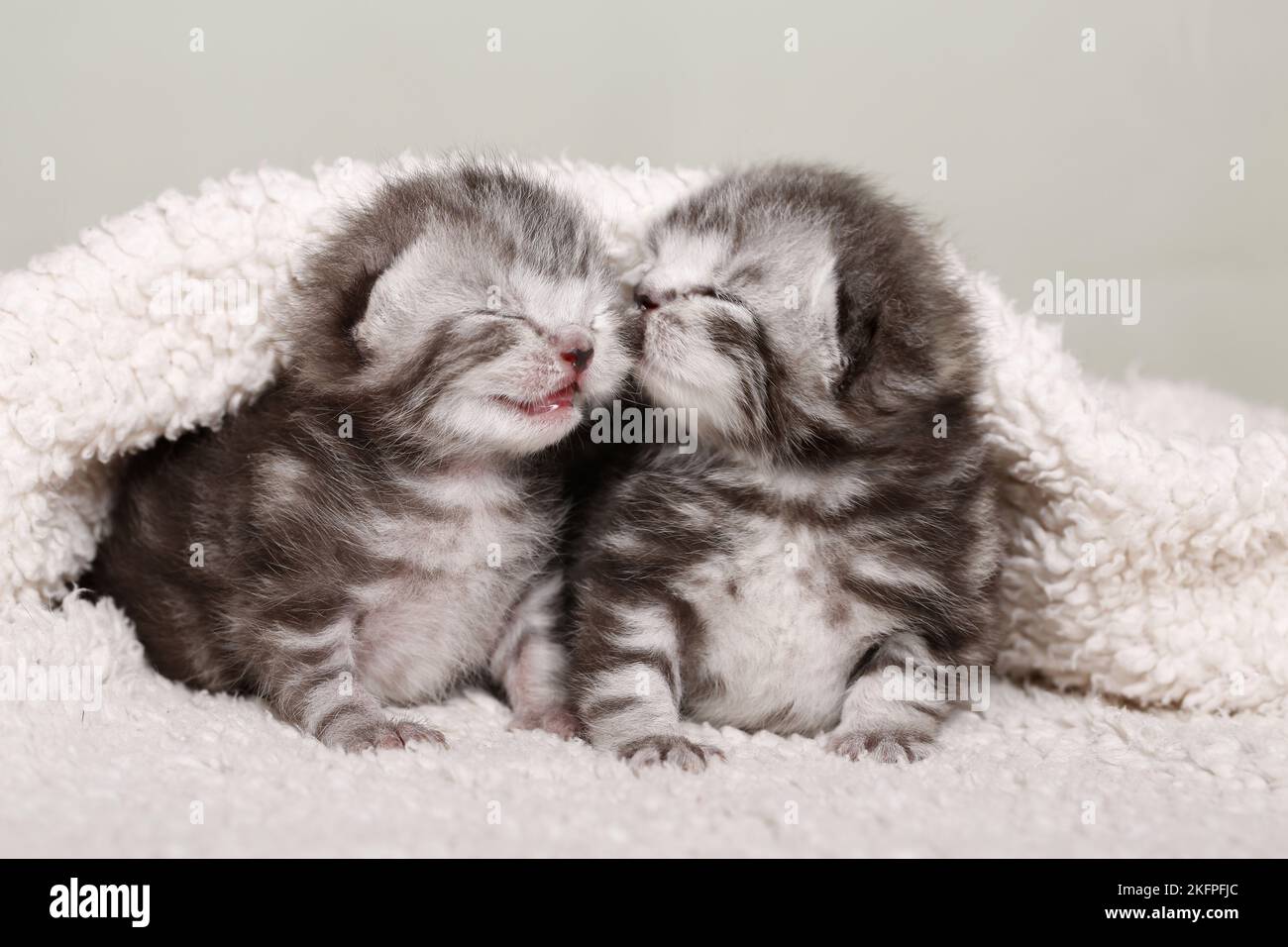 2 bébés Shorthair britanniques Banque D'Images