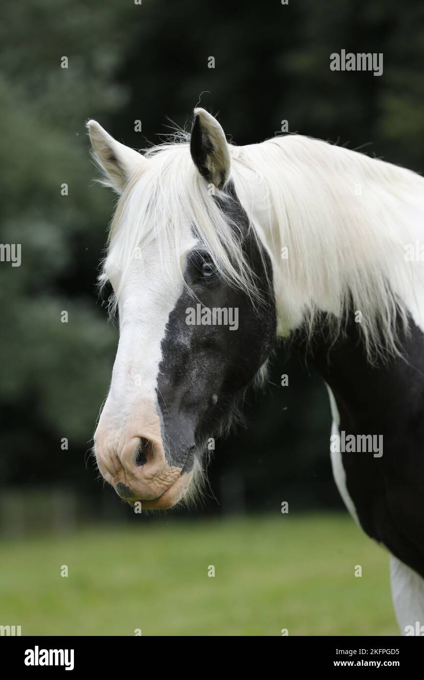 Portrait Tinker irlandais Banque D'Images