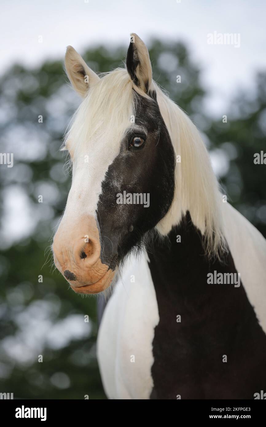 Portrait Tinker irlandais Banque D'Images