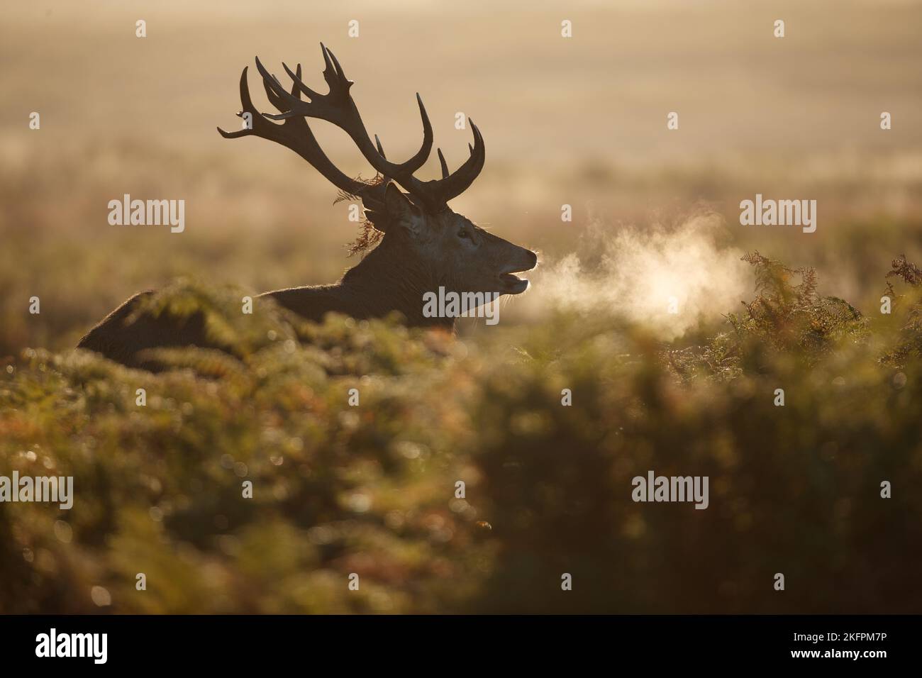 Grand cerf respirant dans l'air froid du matin pendant la saison de la ruttaison Banque D'Images