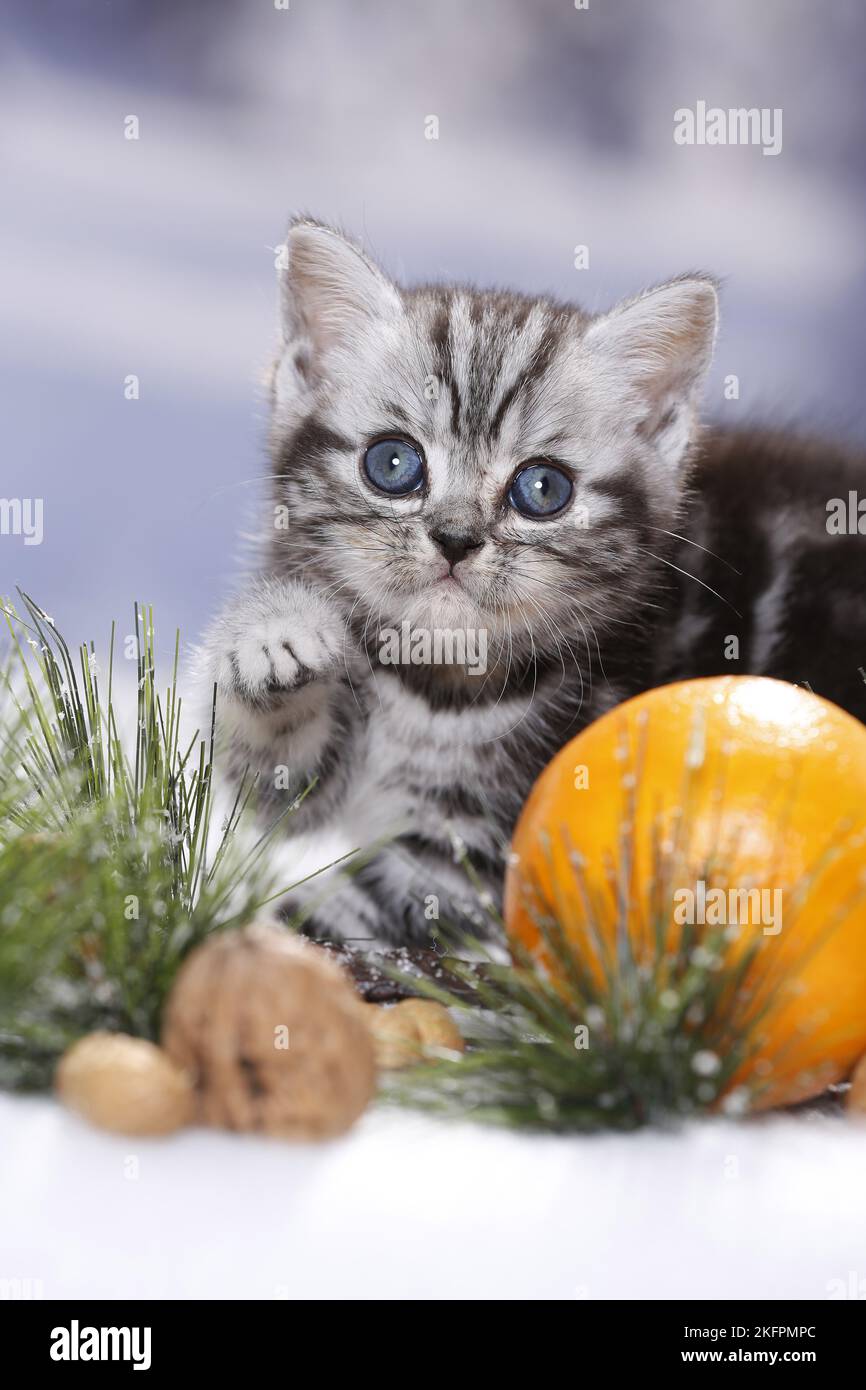 Chaton British Shorthair Banque D'Images