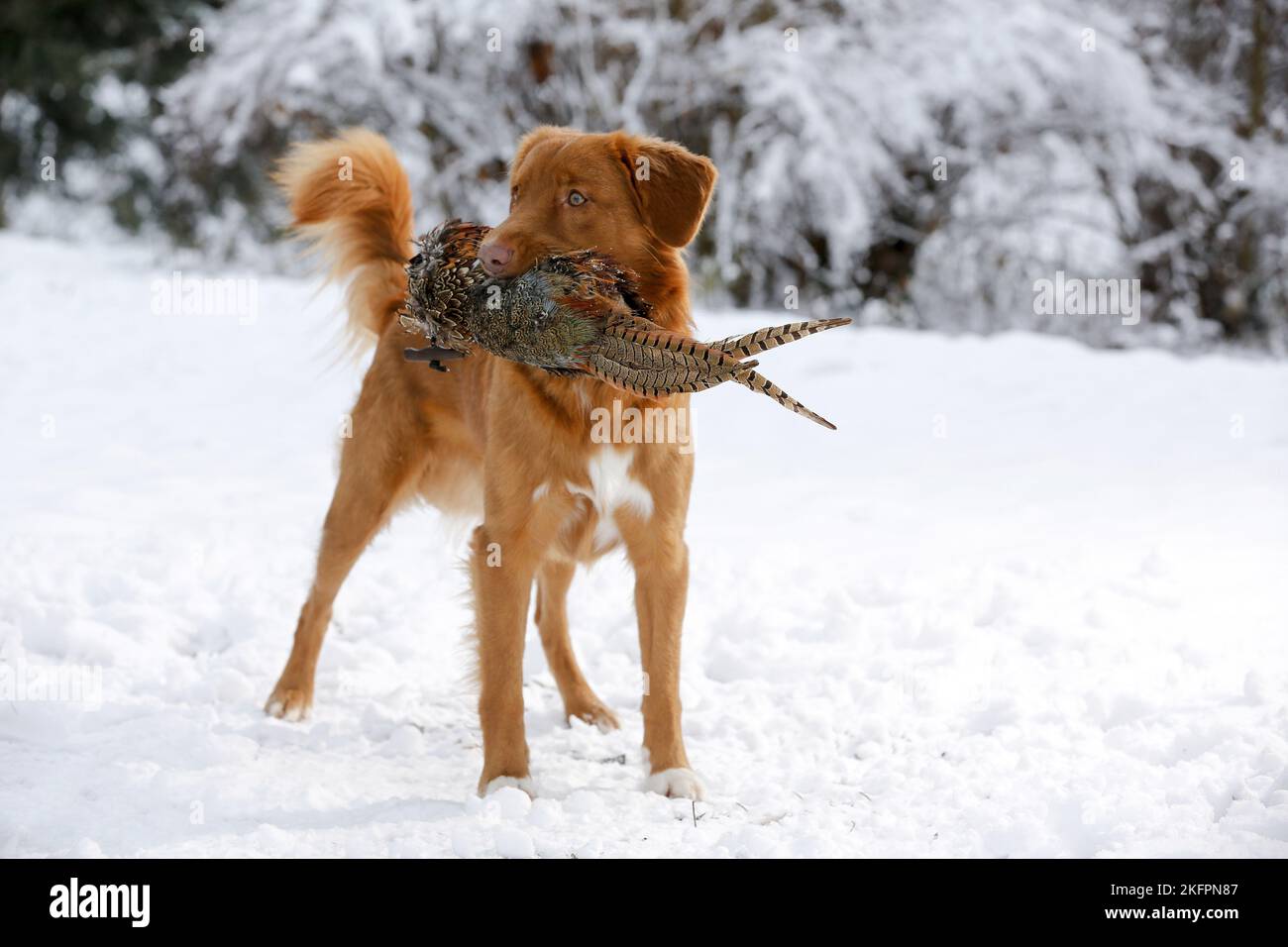 Retriever de canard de Nouvelle-Écosse avec mannequin Banque D'Images