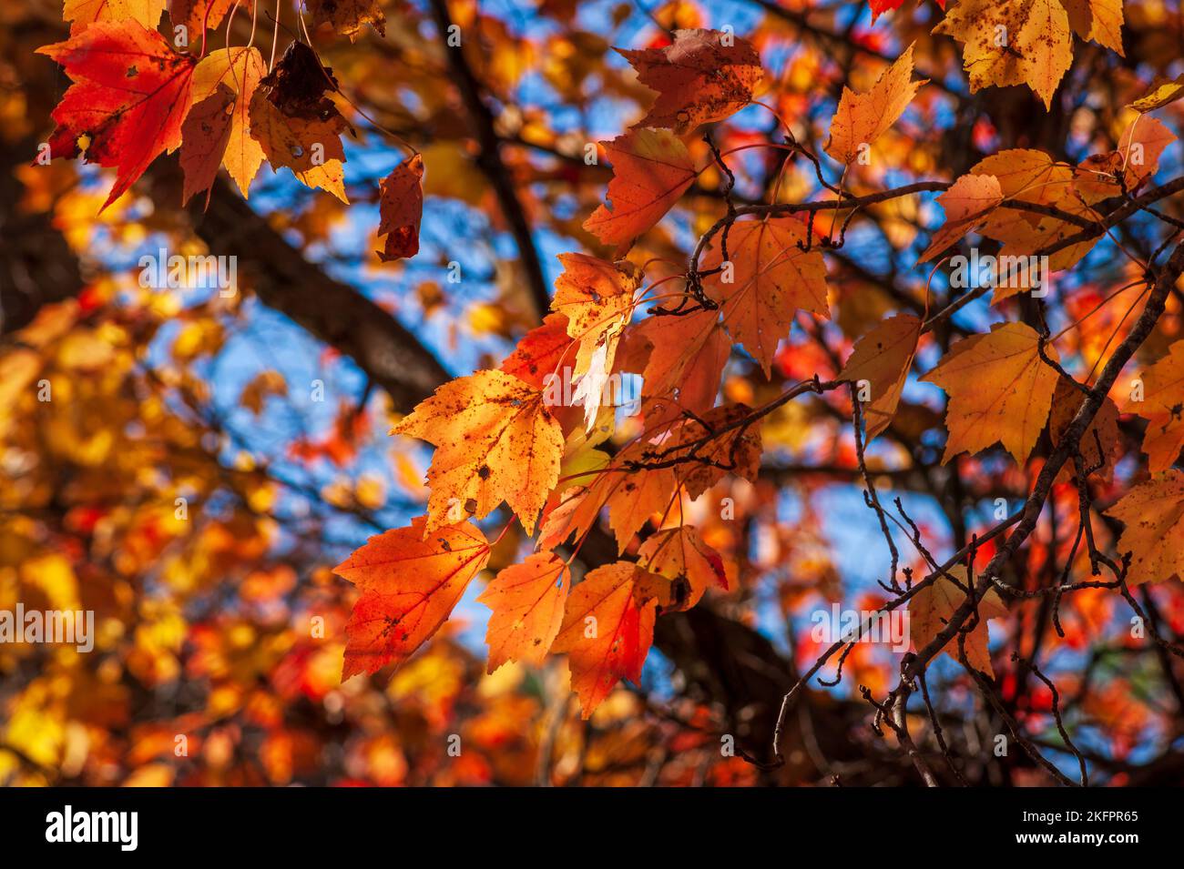 Érable rouge (Acer rubrum) - brindilles avec des feuilles changeant de couleur, dans les tons de rouge. Feuillage automnal dynamique de la Nouvelle-Angleterre. Charles River Peninsula, Needham, ma. Banque D'Images