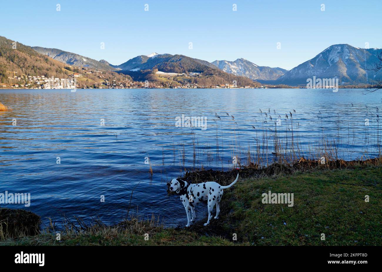 Un chien dalmatien au bord du lac alpin de Tegernsee avec ses eaux turquoise transparentes dans la vallée de Tegernsee dans les Alpes bavaroises contre le ciel bleu Banque D'Images