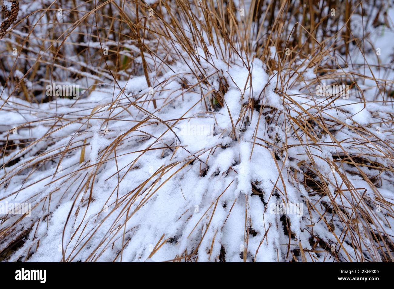 Gros plan sur le paysage hivernal avec de l'herbe enneigée dans le jardin d'hiver. Banque D'Images