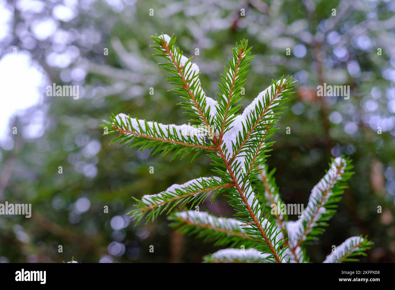 détail de la branche de sapin enneigé en hiver. Novembre. Banque D'Images