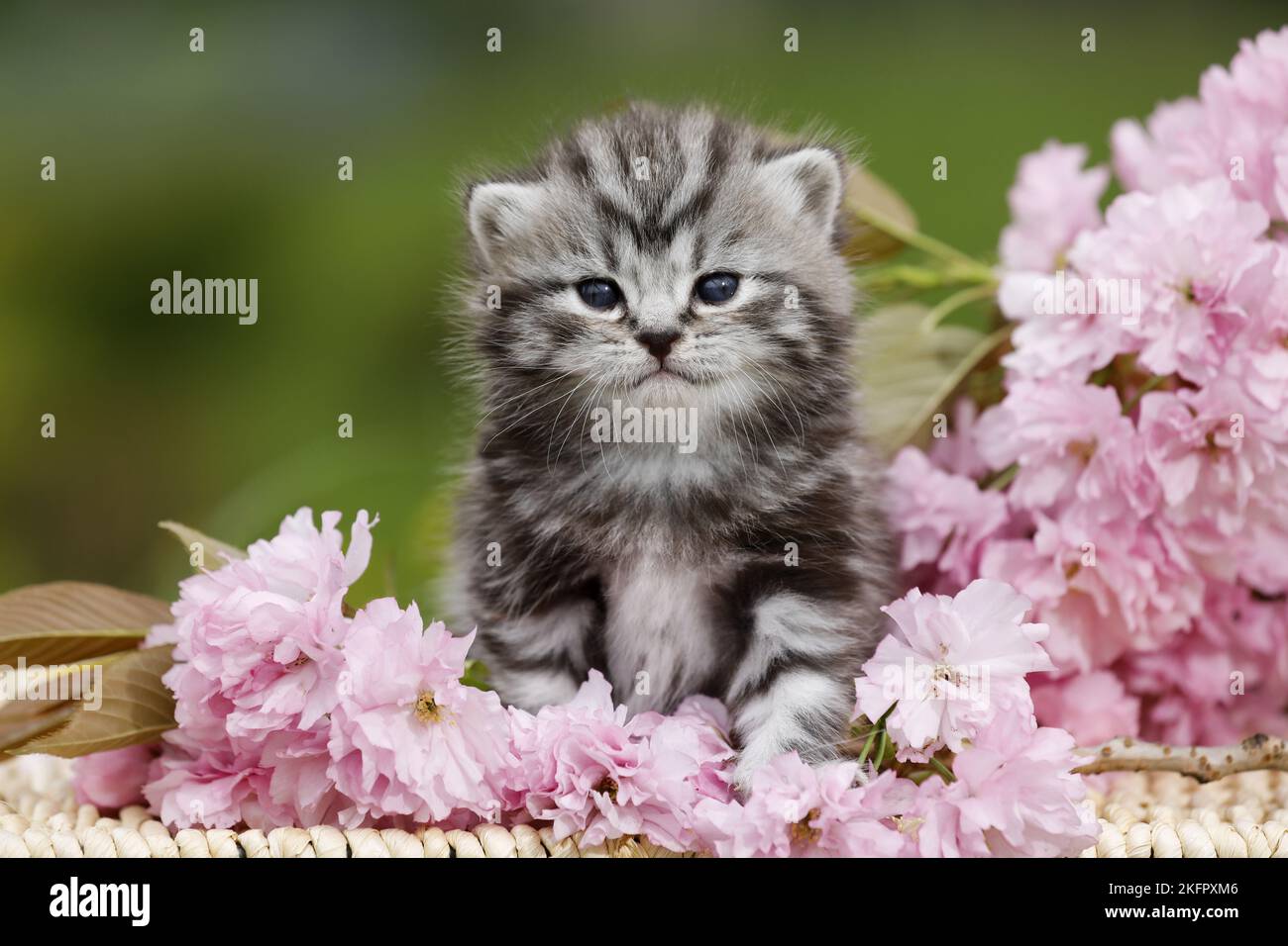 Chaton British Shorthair Banque D'Images