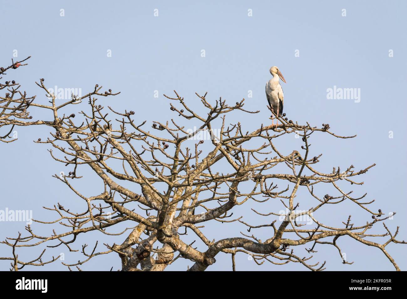Openbill asiatique (Anastomus oscitans) perché sur un arbre en coton de soie (Bombax ceiba). Népal. Banque D'Images