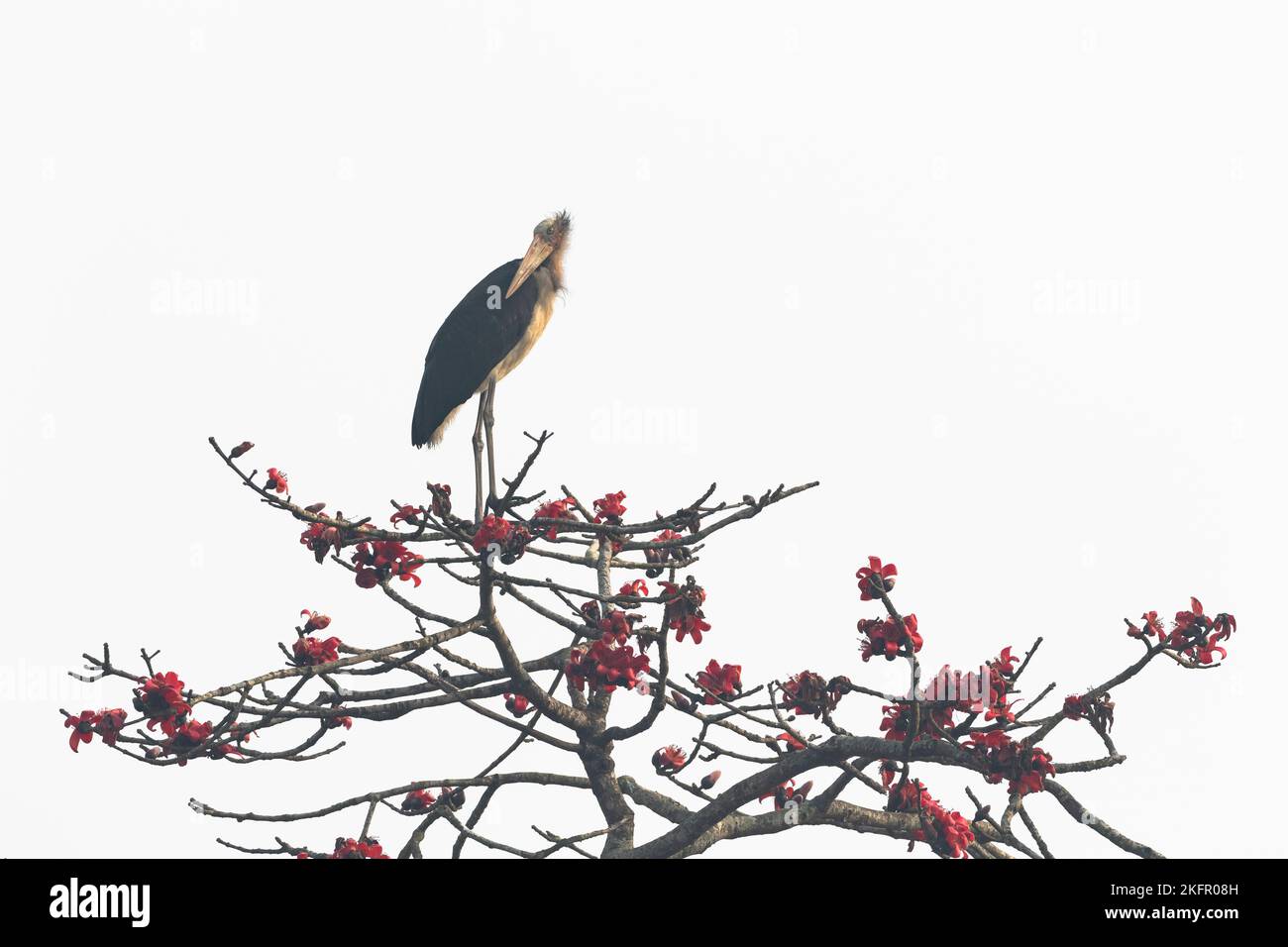 Petit Adjutant (Leptoptilos javanicus) perché sur un arbre en soie-coton à fleurs (Bombax ceiba). Népal. Banque D'Images