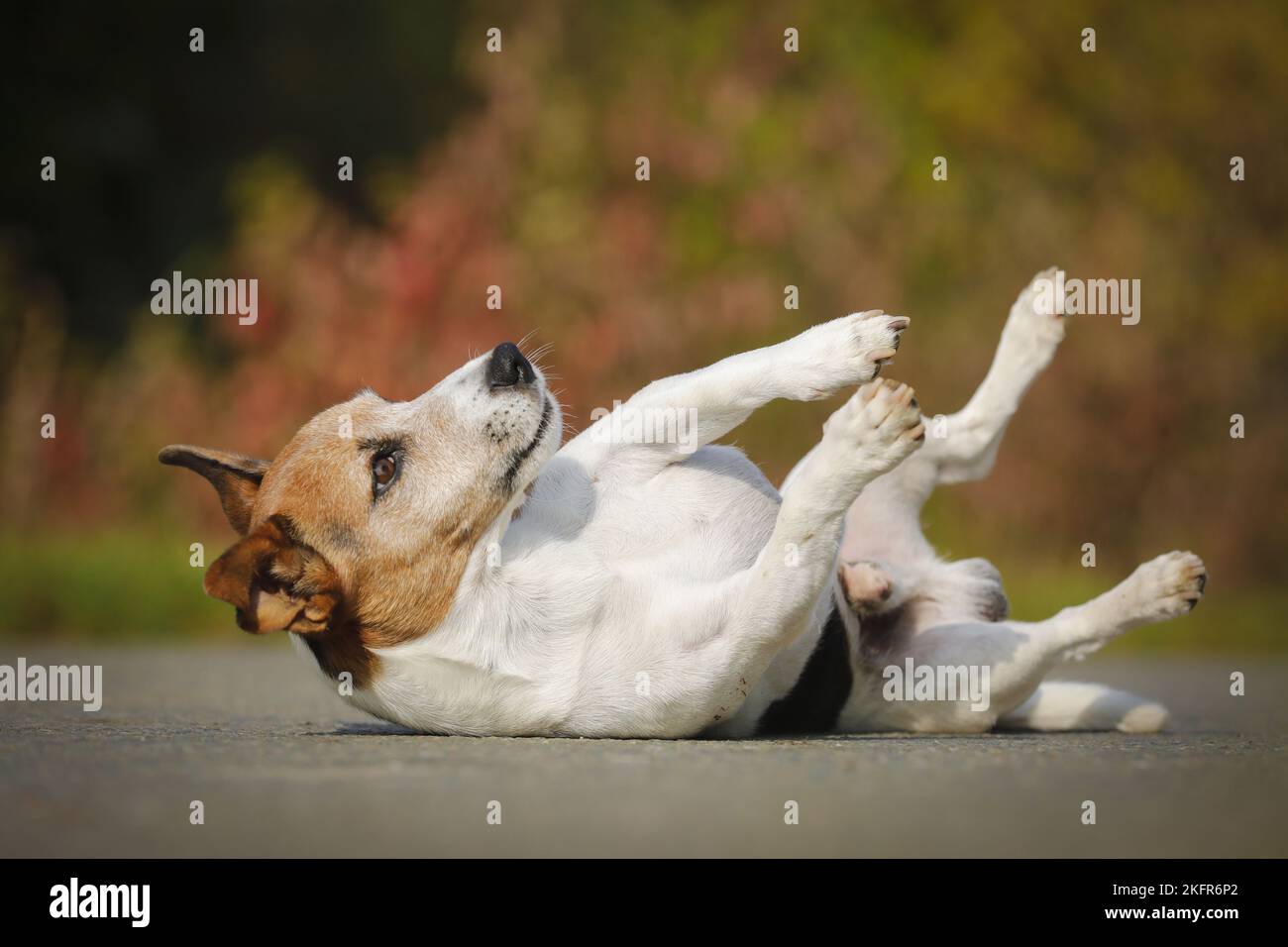 Rolling Jack Russell Terrier Banque D'Images