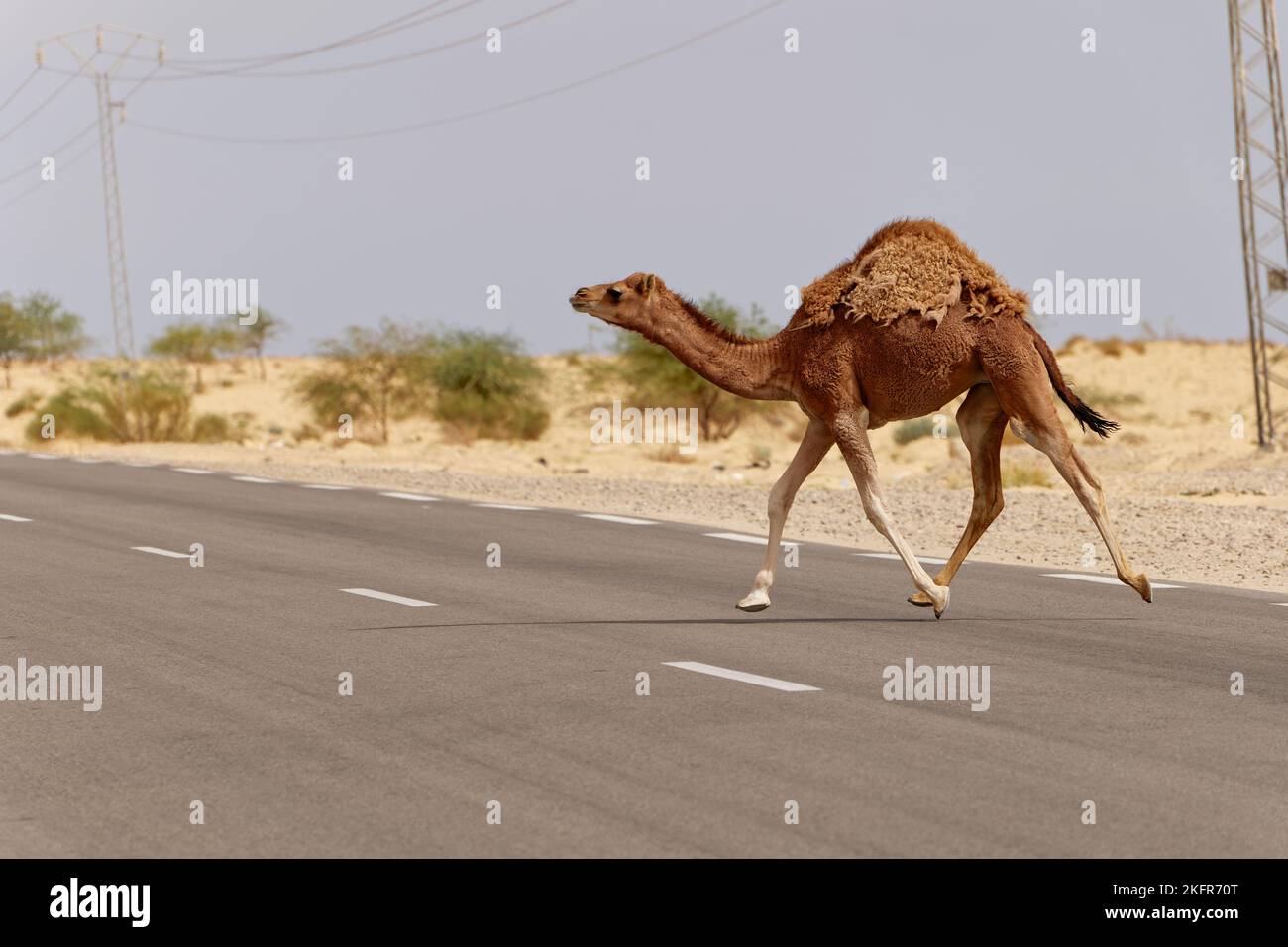 Chameau traversant la route dans le désert. Animaux sauvages. Méfiez-vous des chameaux qui traversent la route dans le désert. Conduire et se déplacer avec prudence. Banque D'Images