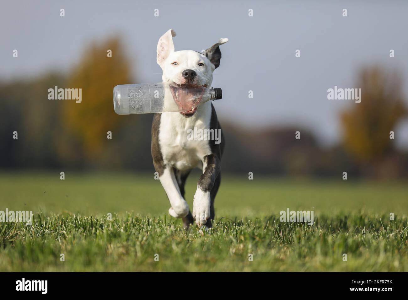 Jeune American Staffordshire Terrier Banque D'Images