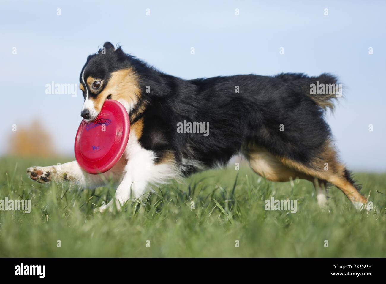 Le Berger australien joue au Frisbee Banque D'Images