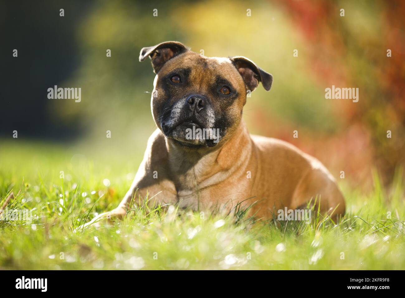 Lying Staffordshire Bull Terrier Banque D'Images