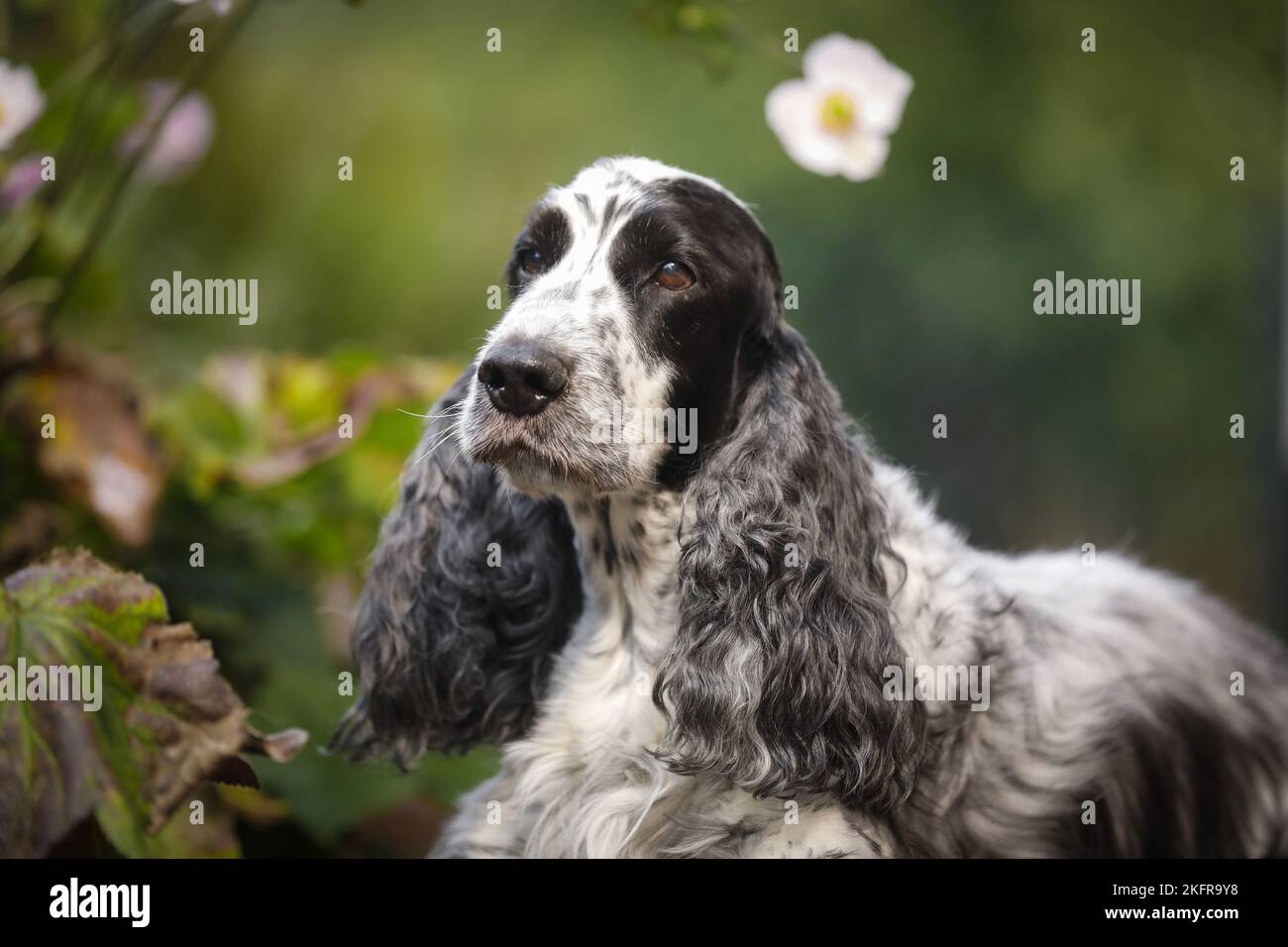 Cocker Anglais Portrait Banque D'Images