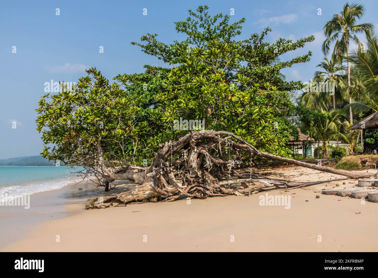 Mangrove sur la plage, Khao Lak, province de Phang Nga, Thaïlande Banque D'Images