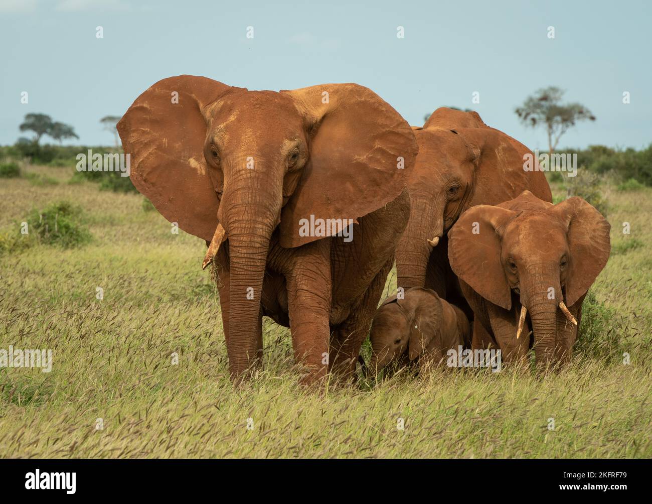 Famille d'éléphants de quatre personnes debout ensemble dans la grande herbe de Tsavo est, Kenya. Banque D'Images