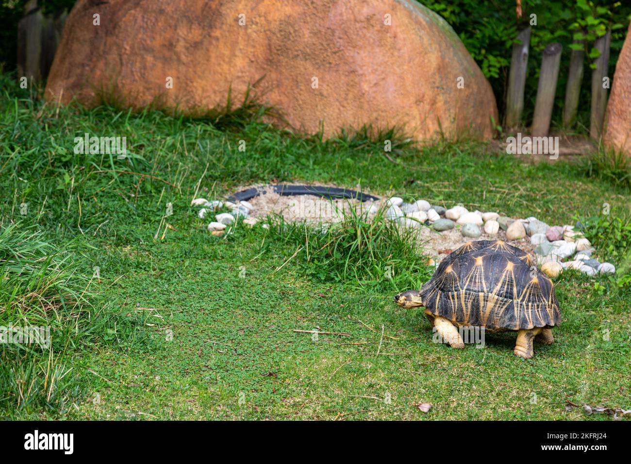 Une tortue rayonnée traverse lentement son enceinte au fort Wayne Children's Zoo à fort Wayne, Indiana, États-Unis. Banque D'Images