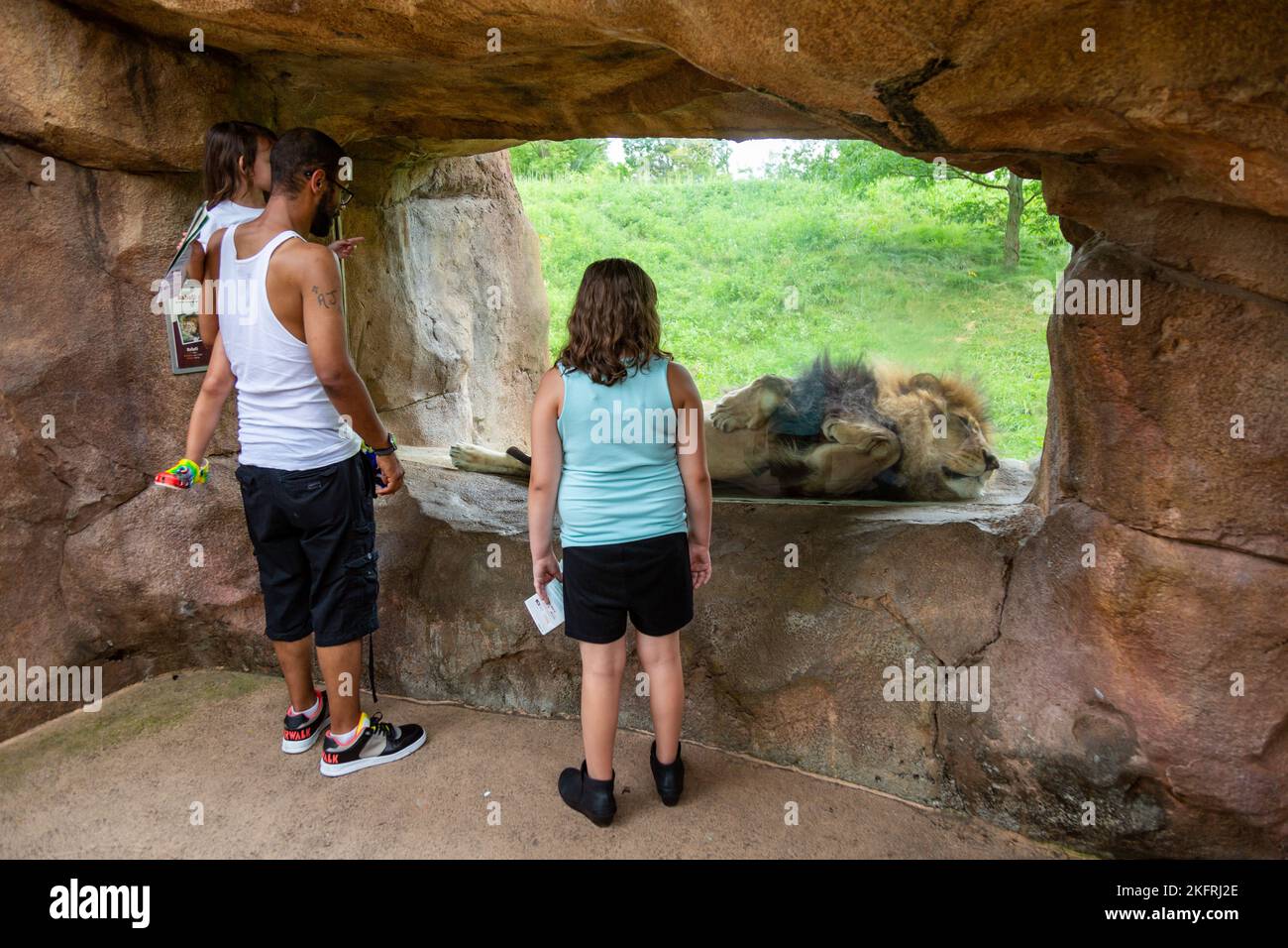Les clients regardent un lion africain masculin se coucher contre le verre de son enceinte alors qu'il dort au fort Wayne Children's Zoo à fort Wayne, Indiana, États-Unis. Banque D'Images