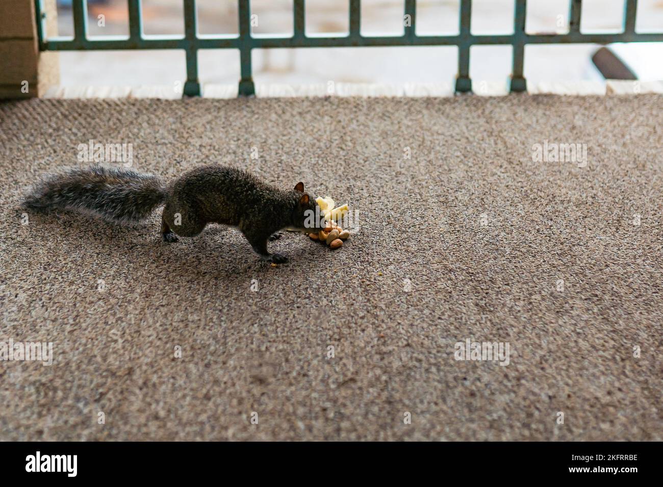 Noix d'animal Banque de photographies et d'images à haute résolution - Page  10 - Alamy