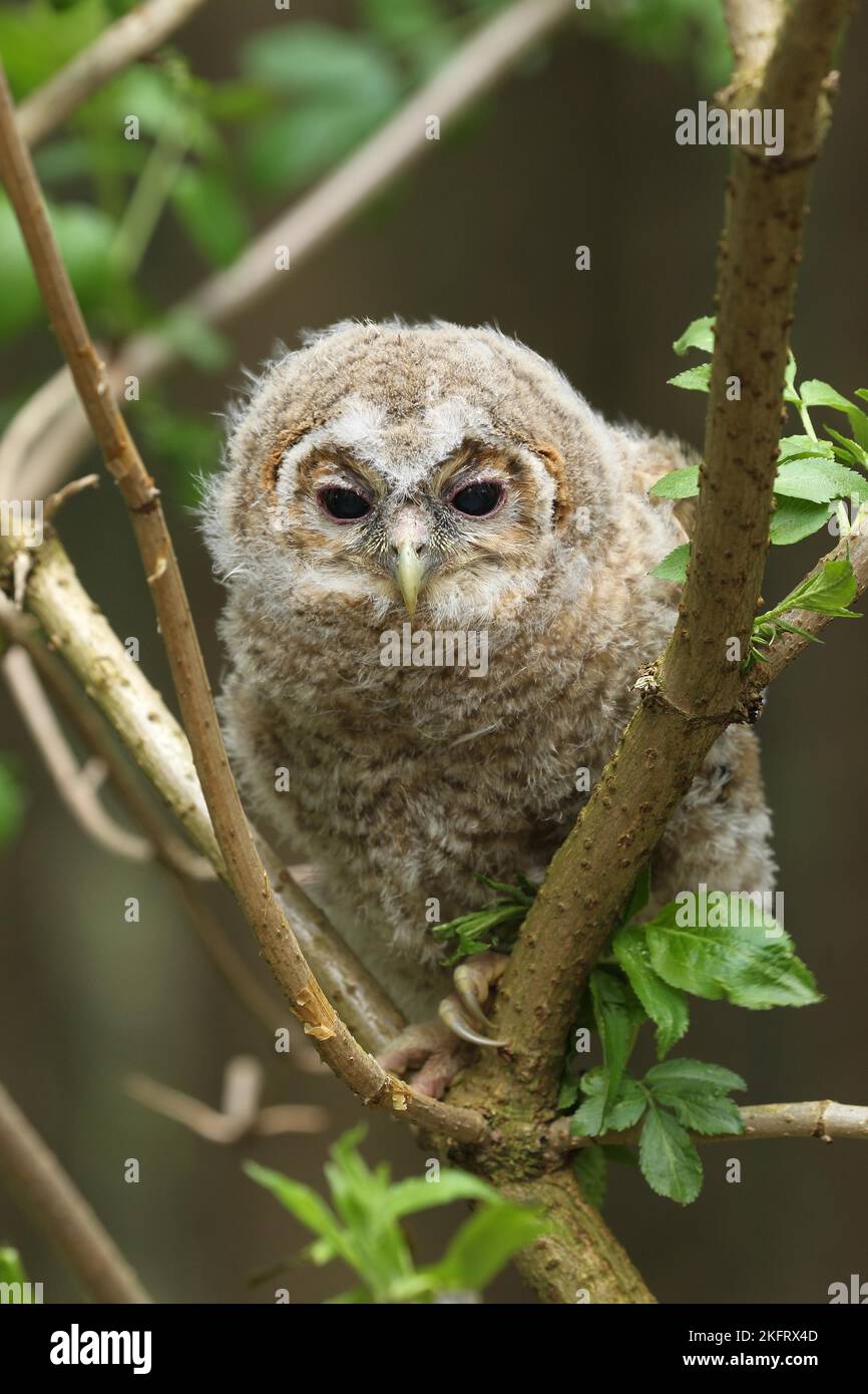 Tawny Owl (Strix aluco) jeune oiseau de 4 semaines pas encore capable de voler, Allgäu, Bavière, Allemagne, Europe Banque D'Images