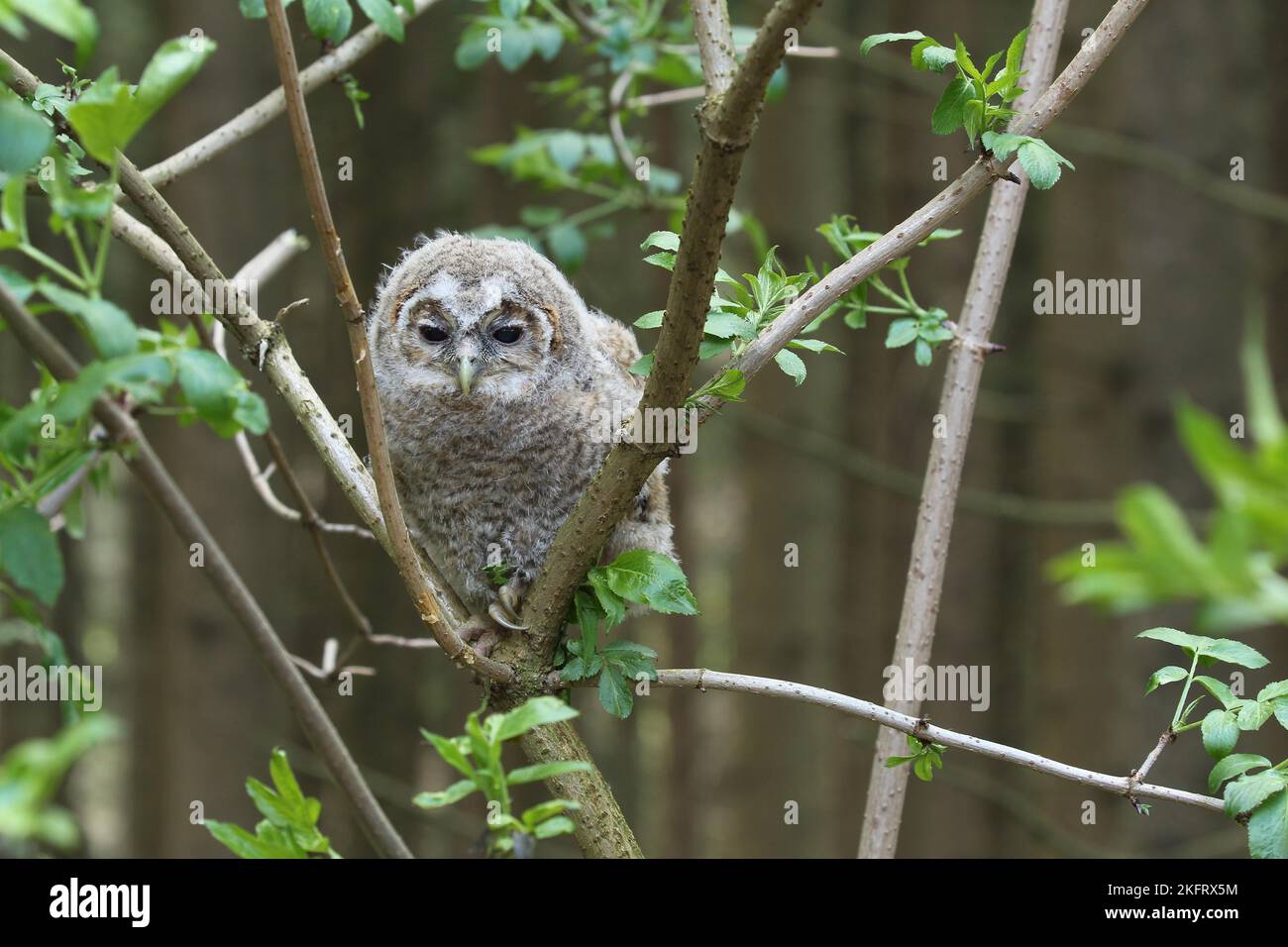 Tawny Owl (Strix aluco) jeune oiseau de 4 semaines pas encore capable de voler, Allgäu, Bavière, Allemagne, Europe Banque D'Images