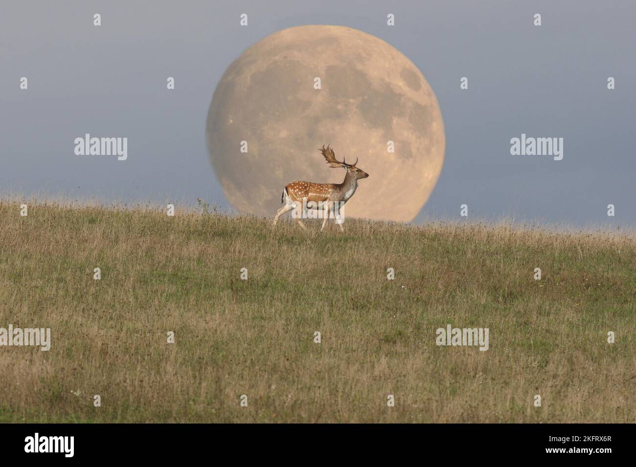 Cerf de Virginie (Dama dama) stag devant la pleine lune montante, photomontage, Allgäu, Bavière, Allemagne, Europe Banque D'Images