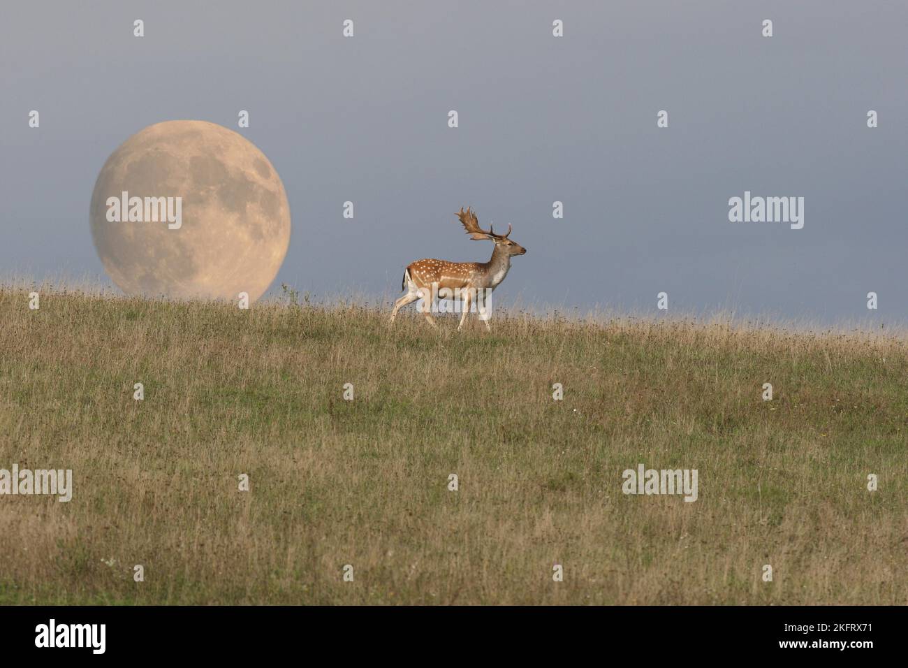 Cerf de Virginie (Dama dama) stag devant la pleine lune montante, photomontage, Allgäu, Bavière, Allemagne, Europe Banque D'Images