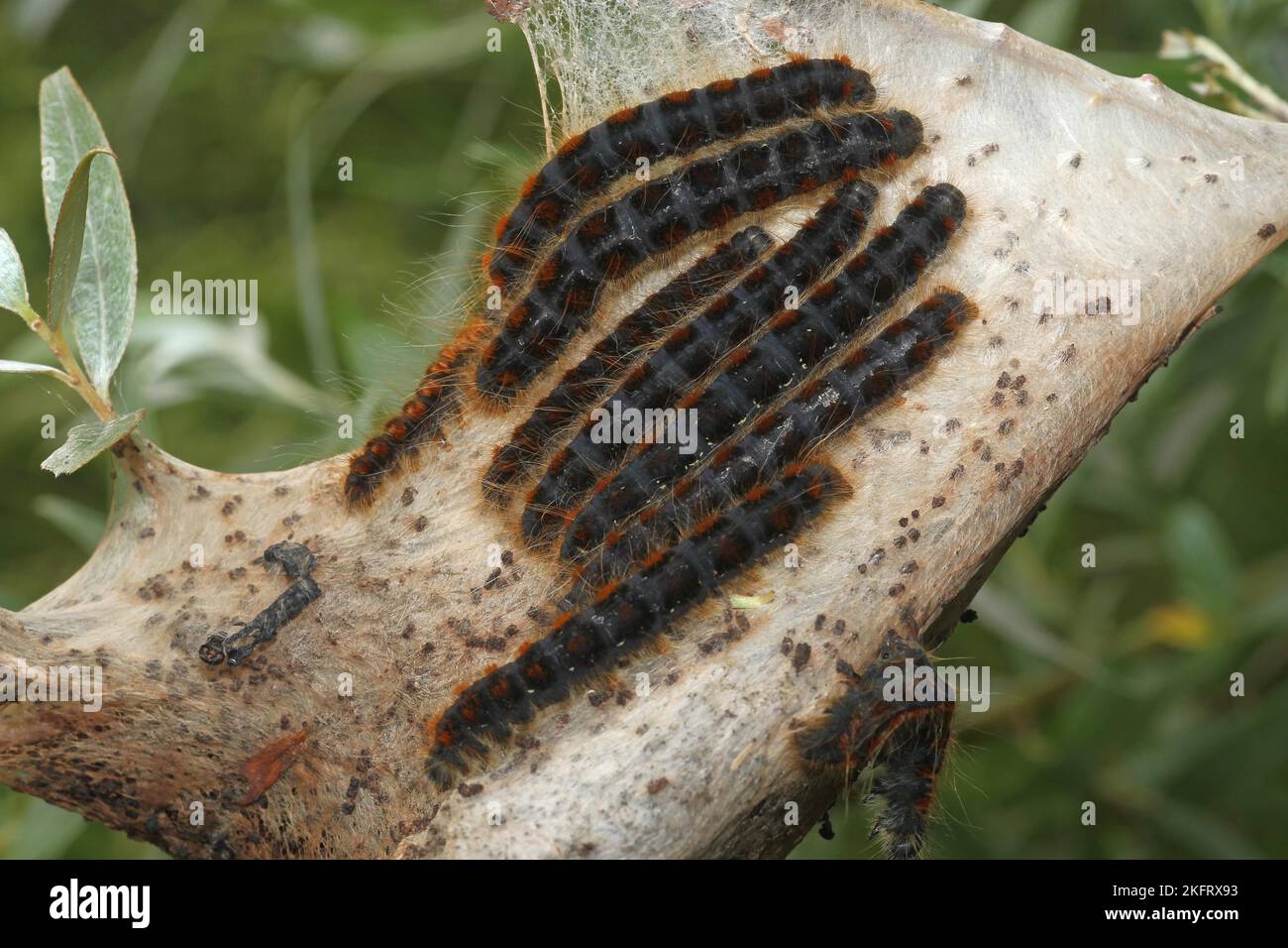 Moth Small eggar (Eriogaster lanestris) chenilles poilues avec des toiles, Allgäu, Bavière, Allemagne, Europe Banque D'Images