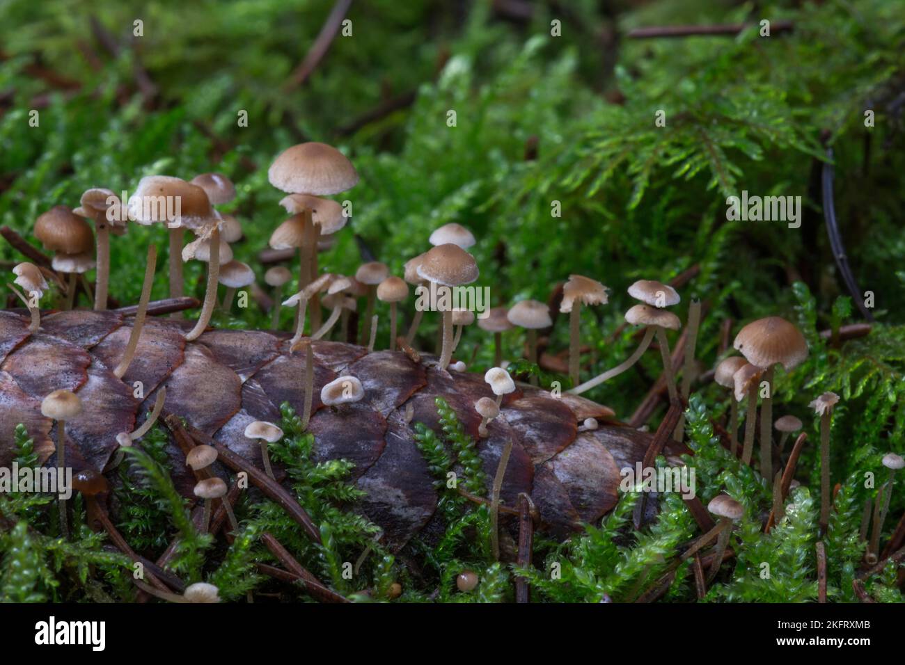 Calotte conique de conifères (Baeospora myosura), champignon lamellaire sur les cônes d'épinette, Bade-Wurtemberg, Allemagne, Europe Banque D'Images
