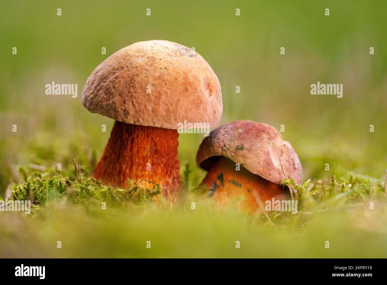 Bolete de luride (Boletus luridus), Allemagne, Europe Banque D'Images