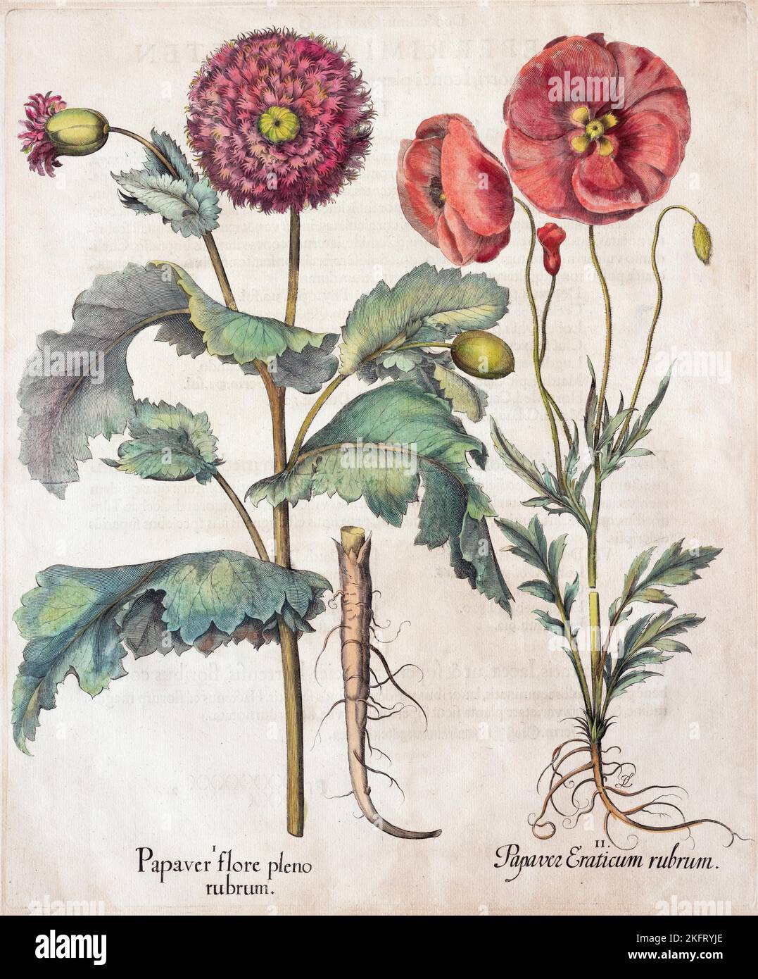 Pavot à opium (Papaver) et pavot à maïs, gravure en cuivre de couleur main par Basilius Besler, de Hortus Eystettensis, Eichstätt, 1613 Banque D'Images