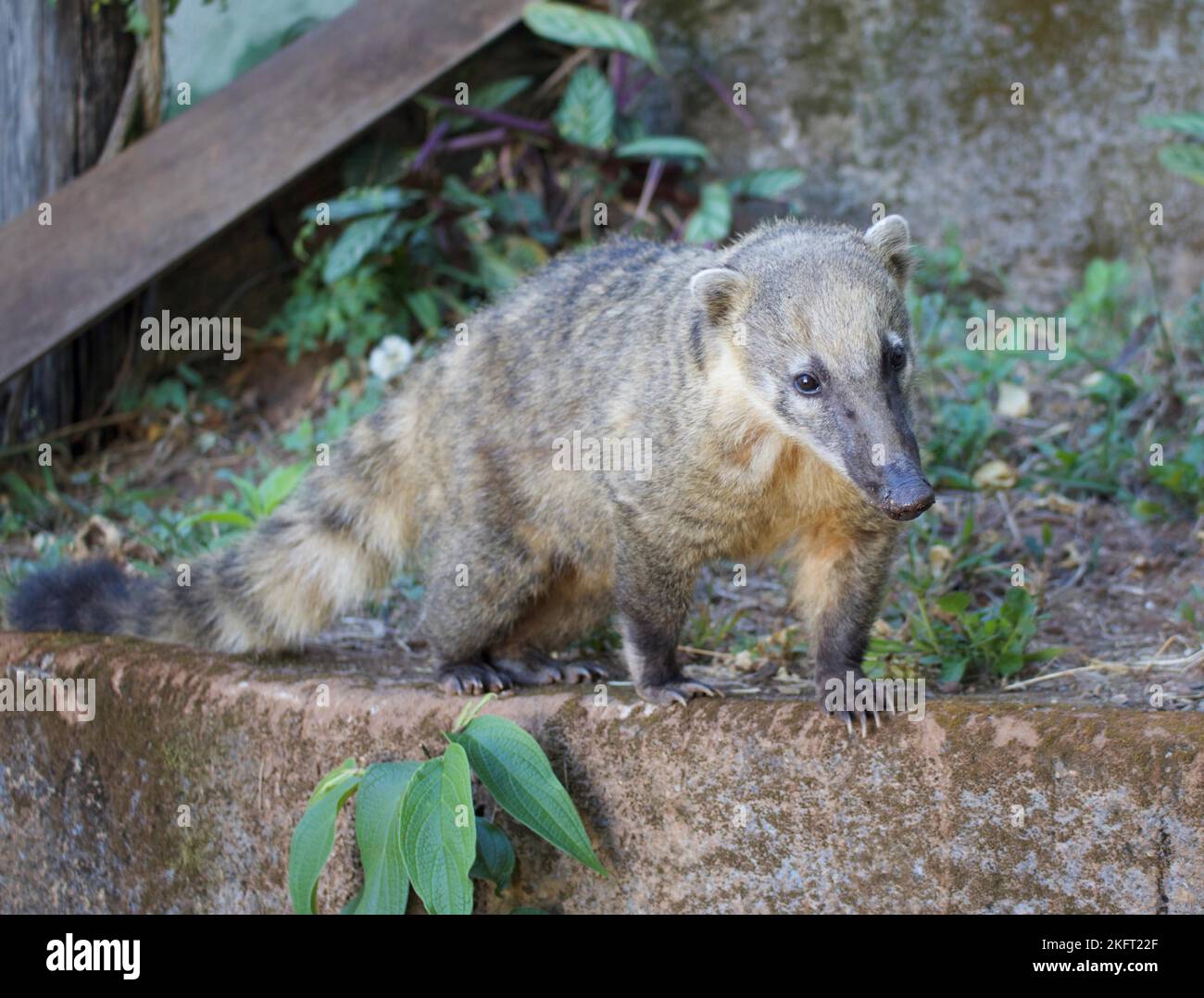 Coati coati à nez blanc (Nasua narica) à la recherche de nourriture dans un quartier résidentiel, Minas Gerais, Brésil, Amérique du Sud Banque D'Images